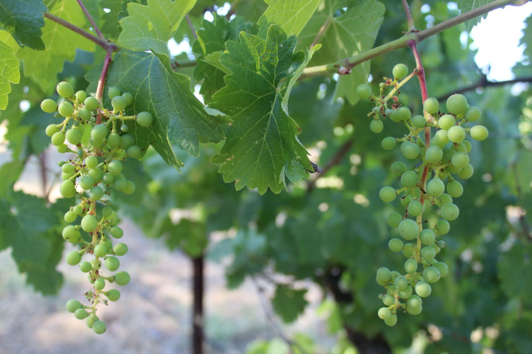 Lives of the Vines